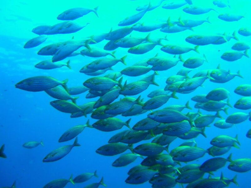 mallorca-discover-scuba-diving-from-the-beach
