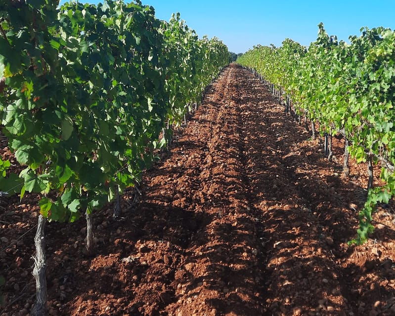 mallorca-wine-cellar-tour-xl-3-wine-tastings-including-german