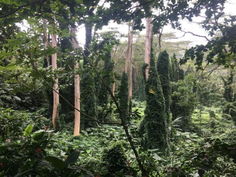 manoa-falls-ebike-to-hike