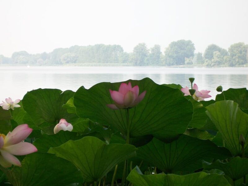 mantua-lake-superior-among-the-lotus-flowers