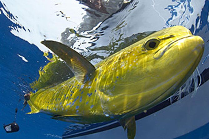 marathon-offshore-fishing-charter