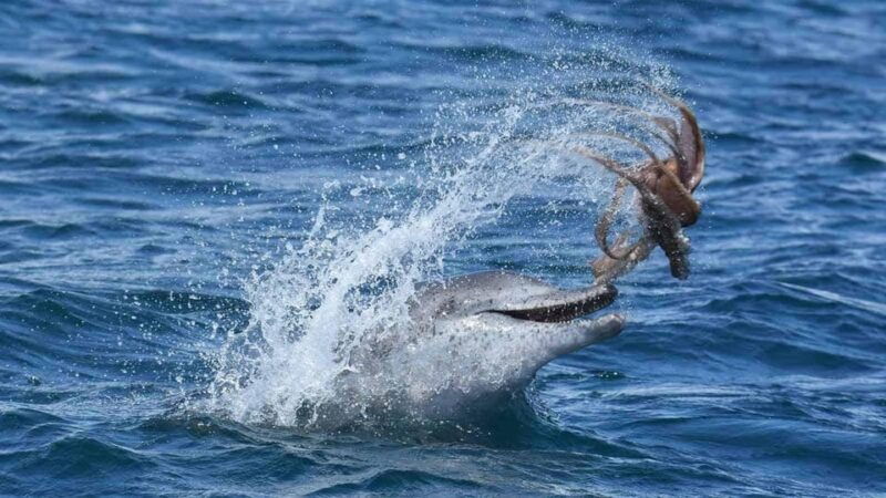 marbella-dolphin-watching-boat-tour