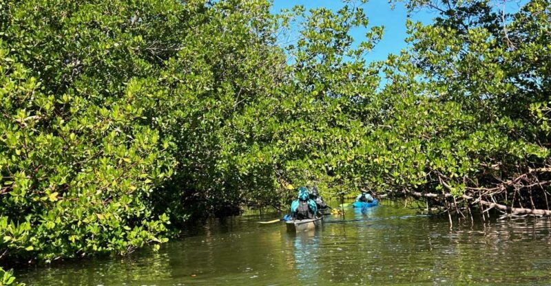 marco-island-mangrove-maze-kayak-tour-2hrs