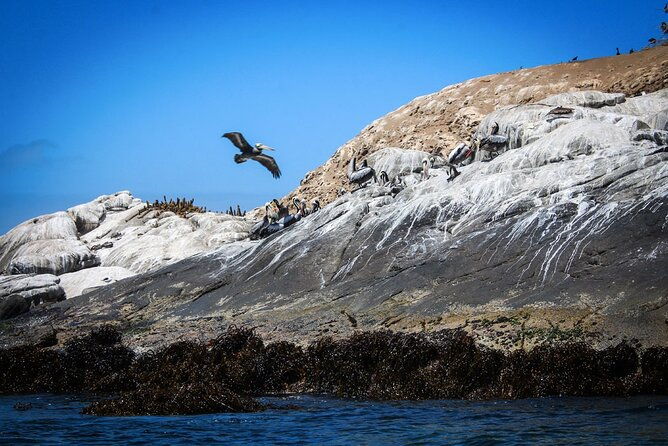 marine-life-flavors-of-the-pacific-full-day-private-tour