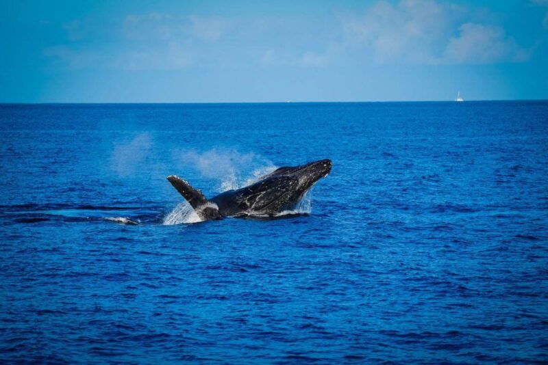 maui-alii-nui-whale-watch-catamaran-sail