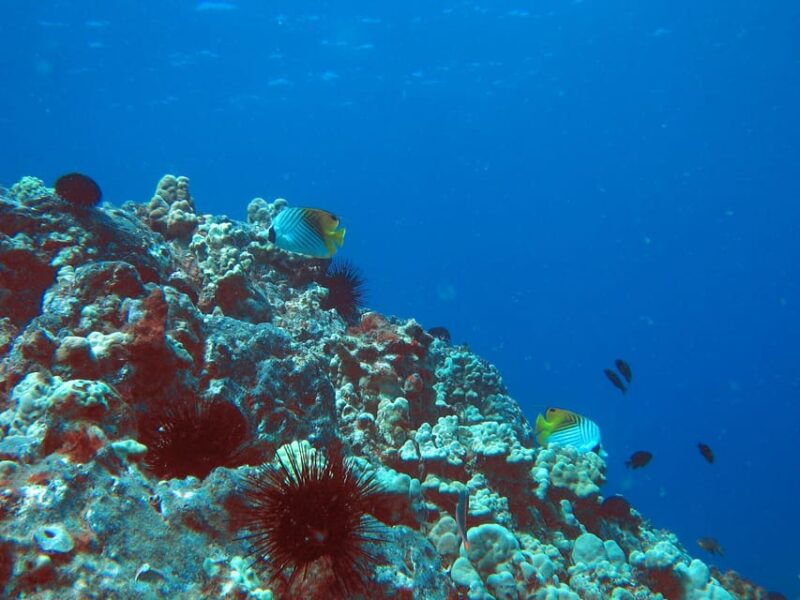 maui-captains-call-afternoon-snorkel-adventure