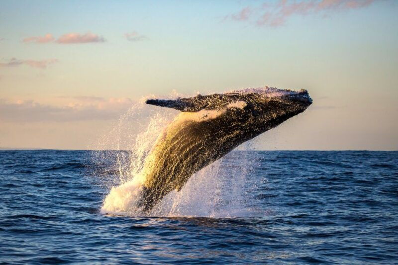maui-eco-friendly-whale-watching-tour-from-maalaea-harbor