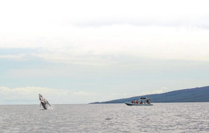 maui-guided-whale-watching-tour-on-eco-raft
