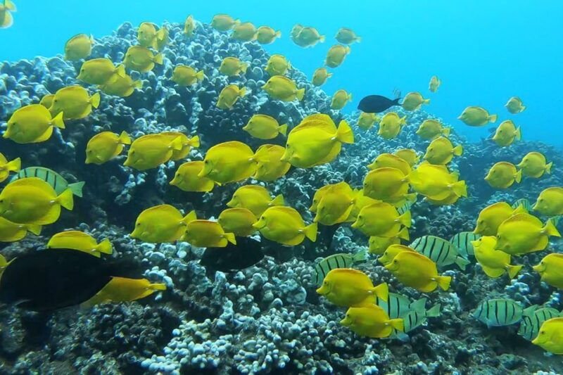 maui-semi-private-3-hour-eco-raft-turtle-snorkel-tour
