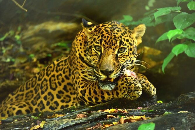 maya-culture-and-history-secluded-island-and-animal-rescue-center-at-maya-key
