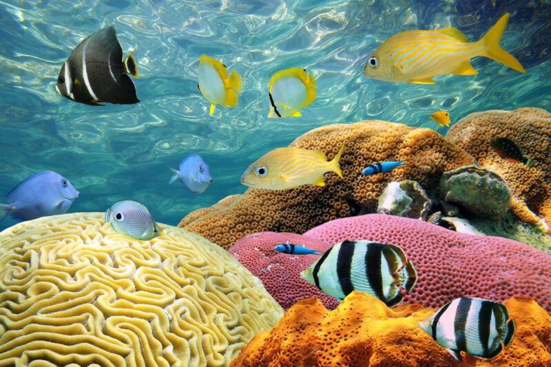 miami-key-west-snorkeling-day-trip-with-open-bar