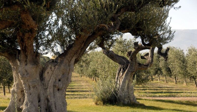 midday-olive-oil-tour-and-visit-to-old-town-of-belchite