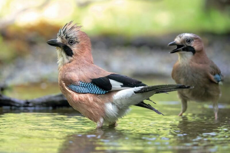 monferrato-birdwatching-and-wildlife-photography-experience