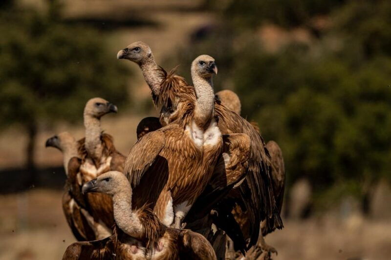monfrague-wildlife-experience-vultures-close-up