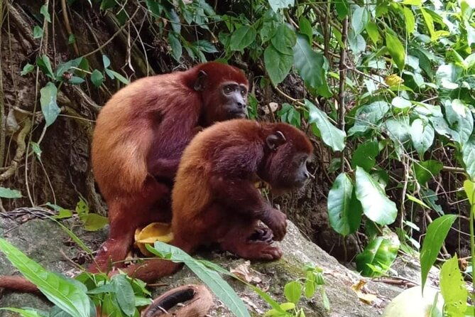 monkeys-creek-an-extreme-tropical-forest-hiking-adventure