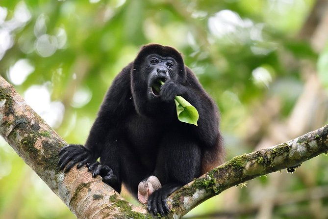 monkeys-discovery