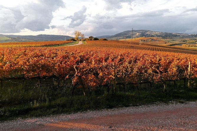 montefalco-historic-cellar-and-vineyard-tour-with-wine-tasting