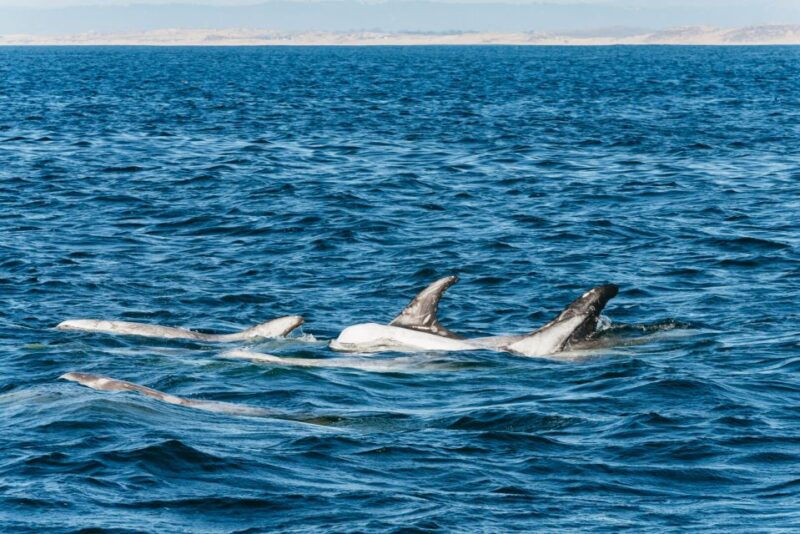 monterey-bay-whale-watching-tour