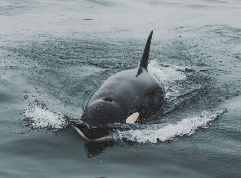 monterey-sunset-whale-watching-cruise-with-a-guide