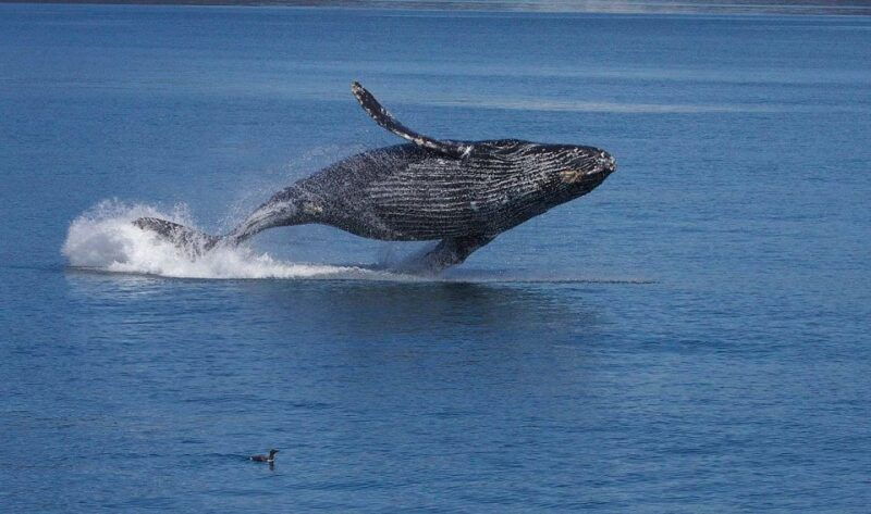 monterey-whale-watching-cruise