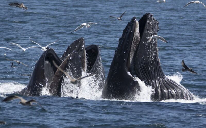 monterey-whale-watching-tour-with-a-marine-guide