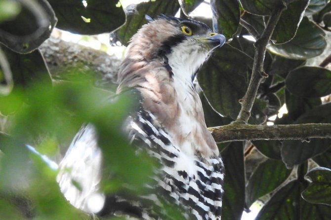 monteverde-birdwatching-guided-tour