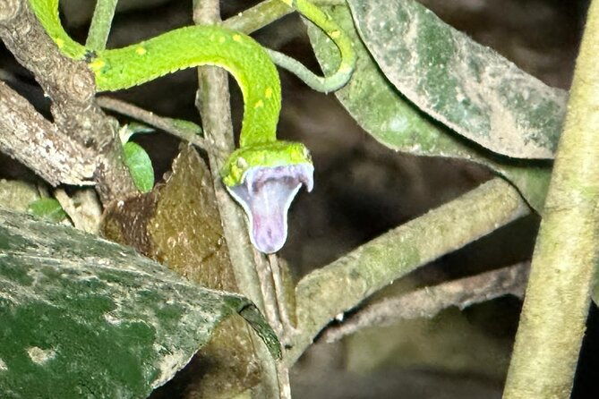 monteverde-cloud-forest-guided-tour-2