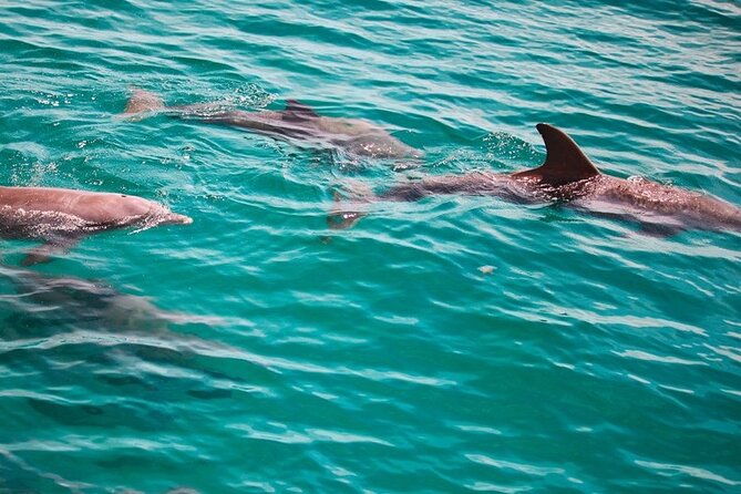 morning-snorkel-dolphin-adventure