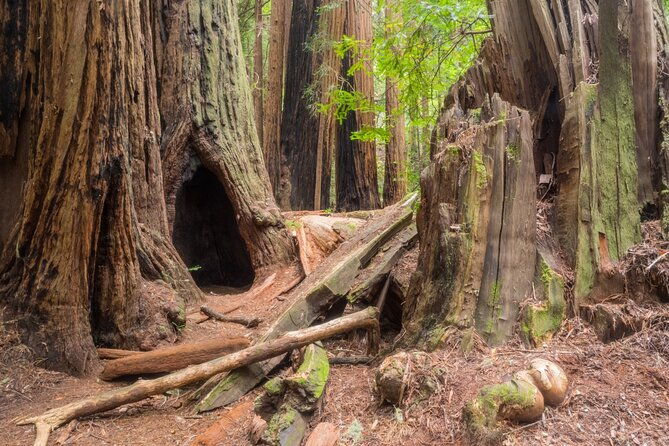 muir-woods-self-guided-driving-and-walking-audio-tour
