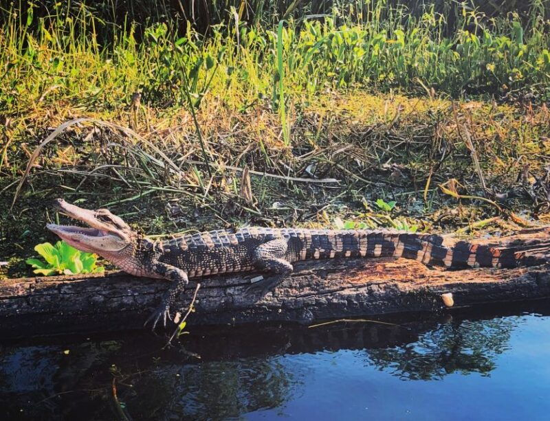 new-orleans-byob-tiki-boat-bayou-party-and-wildlife-tour