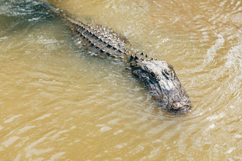 new-orleans-high-speed-9-passenger-airboat-tour