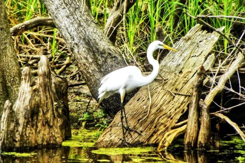 new-orleans-swamp-boat-ride-and-historic-plantation-tour
