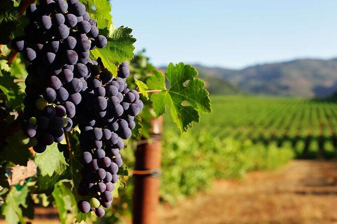 new-york-wine-vineyard-tour