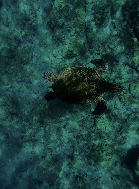 night-time-snorkel-at-turtle-town-with-lights-and-stars