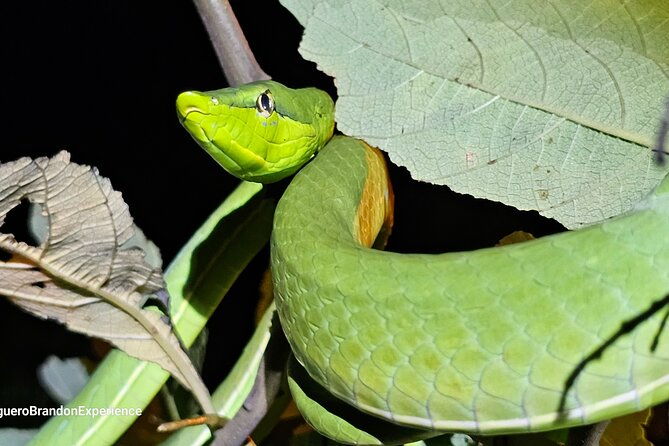 night-tour-experience-in-tortuguero
