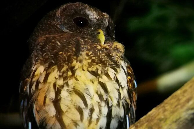 night-walk-in-the-monteverde-cloud-forest