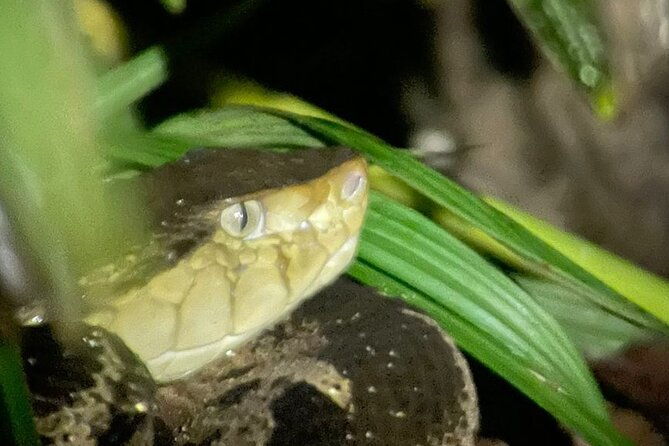night-walk-manuel-antonio-tour