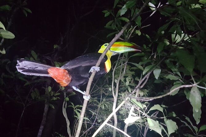 nocturnal-nature-safari-float-tour-from-la-fortuna-arenal