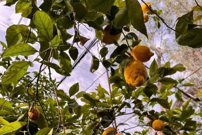 nonna-concettina-lemon-tour