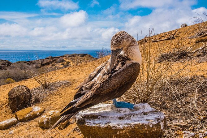 north-seymour-island-bachas-beach-on-board-of-sea-lion-yacht
