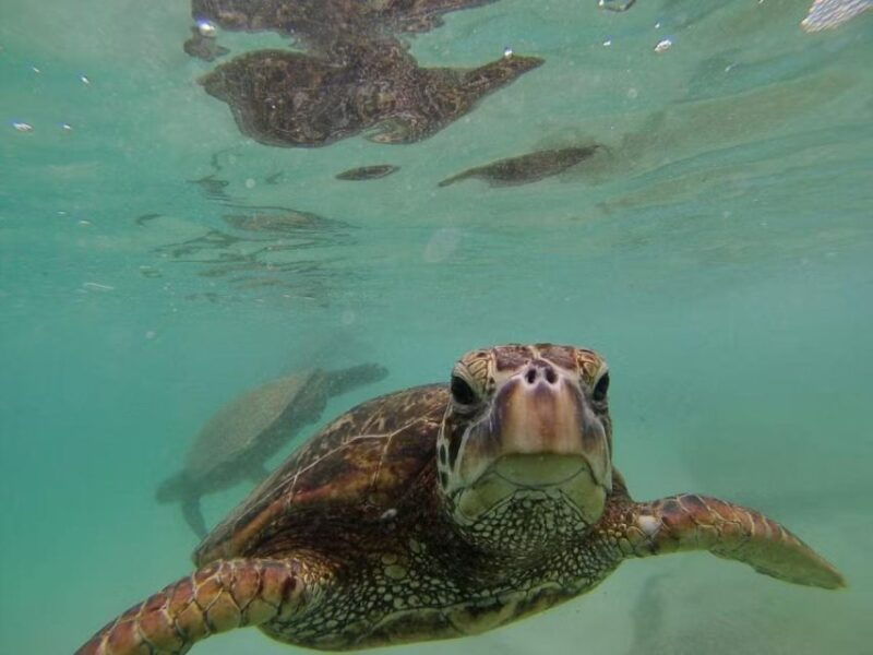 oahu-custom-private-island-tour-of-oahu