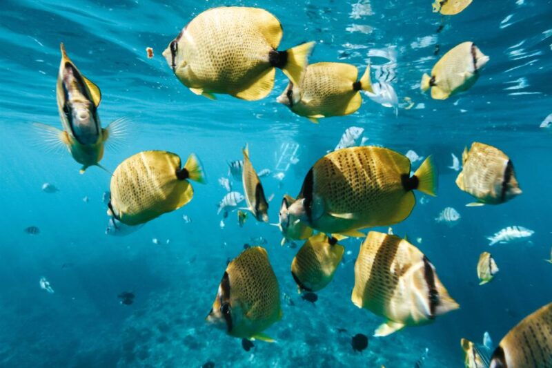 oahu-dolphin-swim-and-snorkeling-speedboat-tour