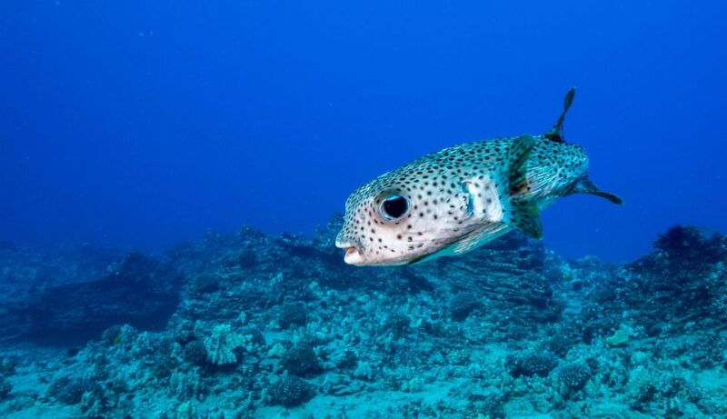 oahu-shallow-reef-scuba-dive-for-certified-divers