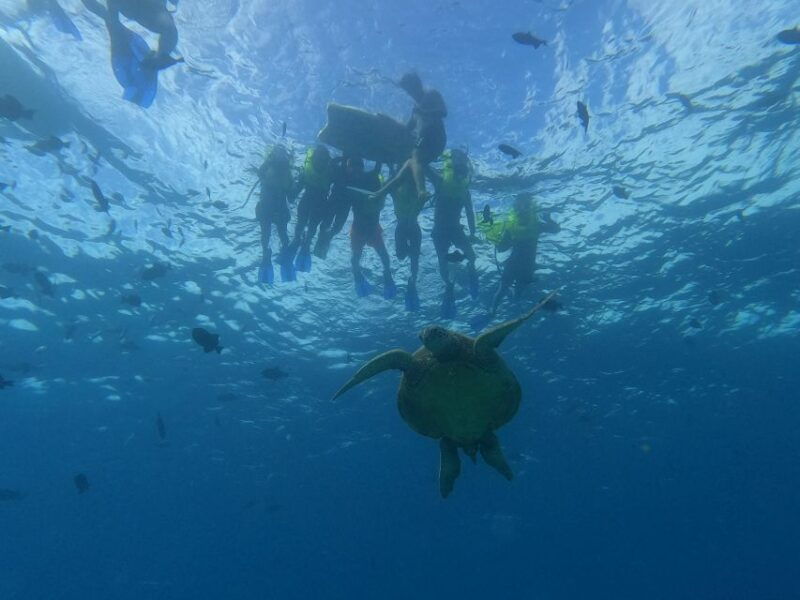 oahu-snorkeling-with-turtles-water-scooter-paddleboard