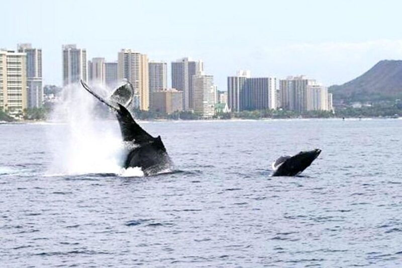 oahu-waikiki-whale-watching-cruise
