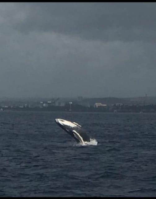 oahu-whale-sail-charter
