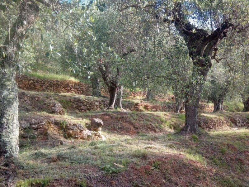 olive-mill-tour-with-oil-and-food-tastings-near-pisa