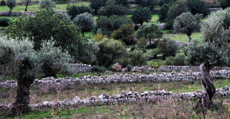 olive-plant-and-mill-visit-and-tasting