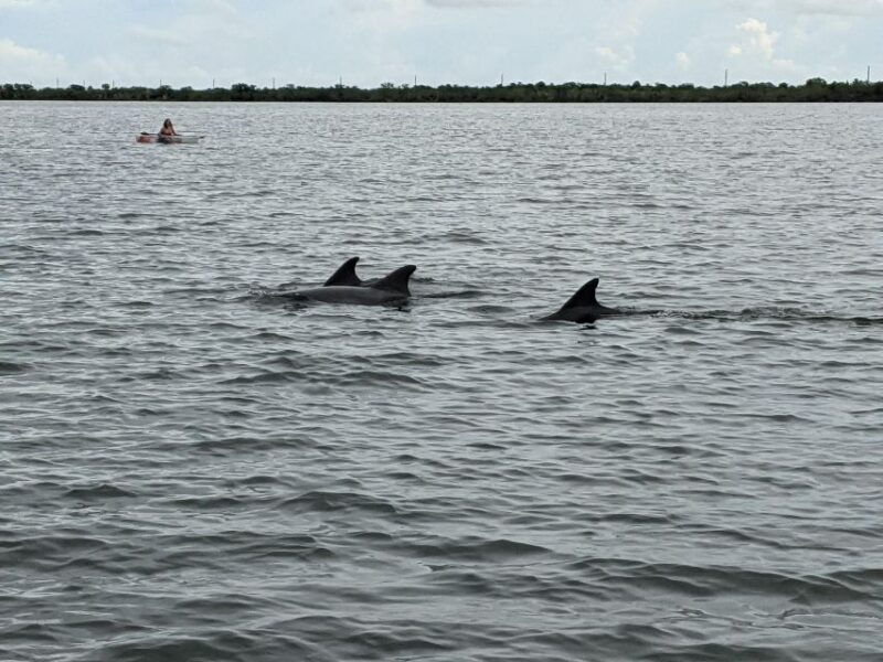 orlando-dolphin-clear-kayak-or-paddle-board-adventure