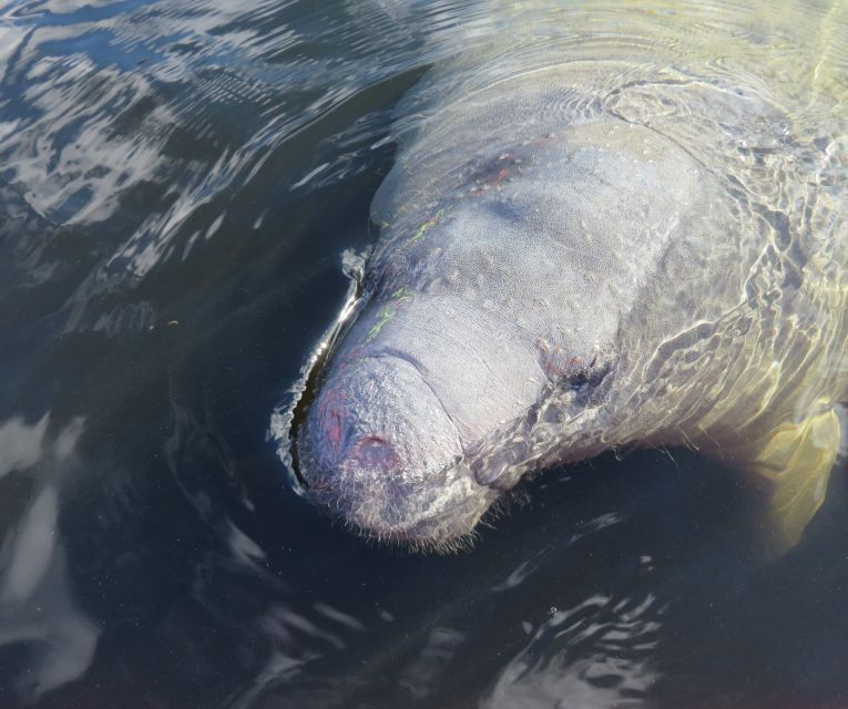 orlando-small-group-manatee-discovery-kayak-tour